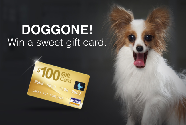 100 Gift Card Giveaway with Dog