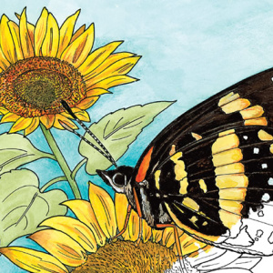 🦋Free Printable Adult Coloring: Butterfly Gardens