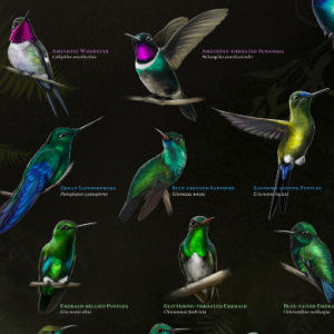 🪶Free Printable: Humingbird Gems Poster