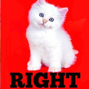 🐈Free Mystery eBook: Right Meow ($0.99 value)