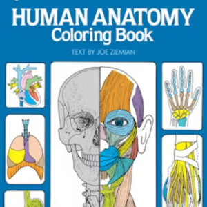 🩻Free Kids Printable: Human Anatomy